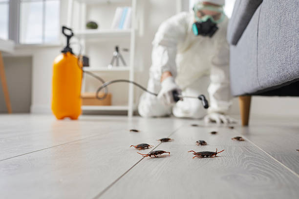 Post-Treatment Bed Bug Interceptor Monitoring in Midfield